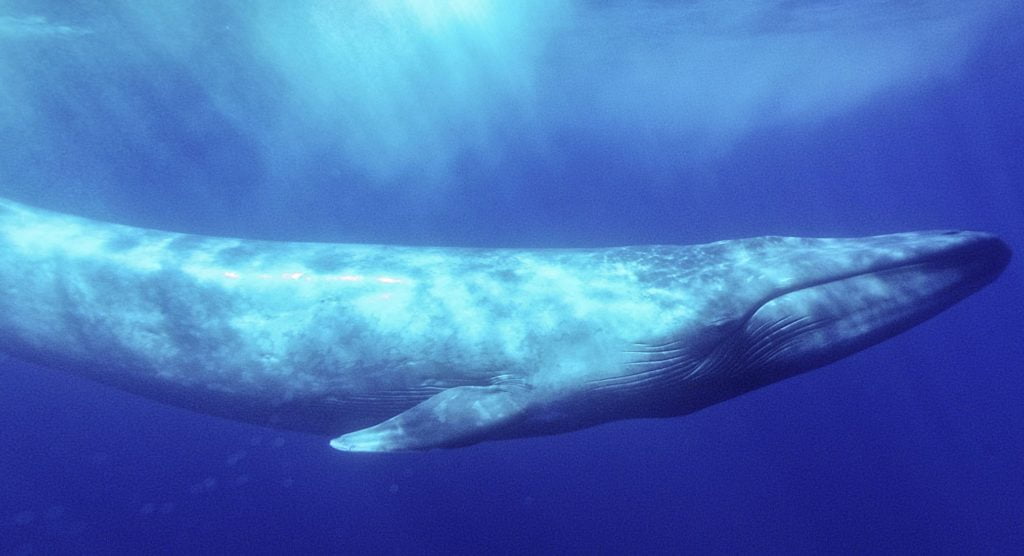 Blue whale تحدي الحوت الازرق مخاطر لعبة الحوت الازرق عرب جيمرز