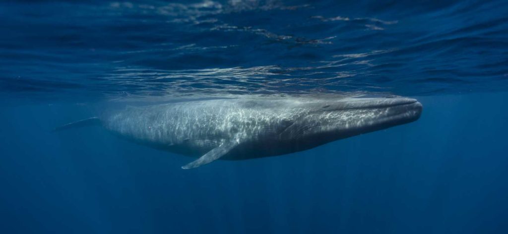 لعبة الحوت الأزرق لماذا تم منعها حول العالم؟ وما هي؟ Blue whale تحدي الحوت الازرق مخاطر لعبة الحوت الازرق عرب جيمرز