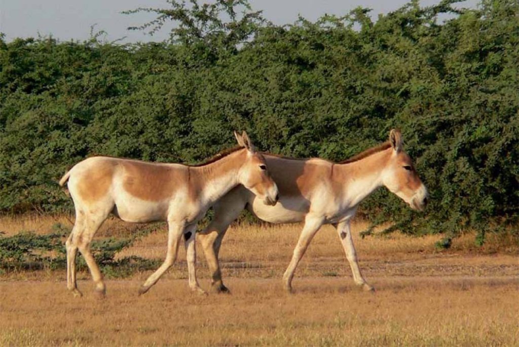 الحمار البري